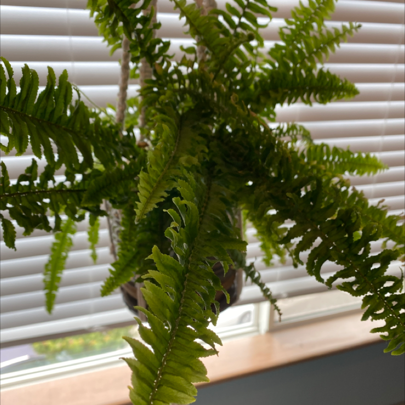Boston Fern plant photo by @Lunarhexagon named CHOWDAH on Greg, the plant care app.