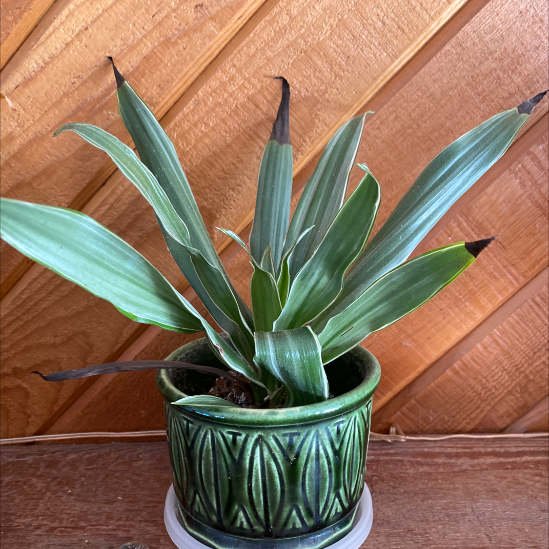 Healthy Moses-in-the-Cradle plant with striped green and white leaves growing upright in a green ceramic pot against a rustic wooden background.
