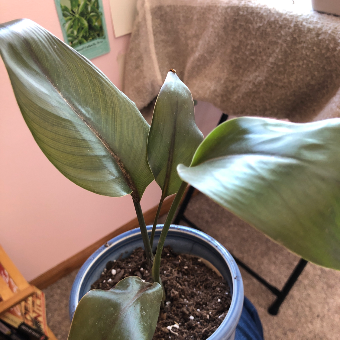 Bird of Paradise plant photo by @emma_ named Betty on Greg, the plant care app.