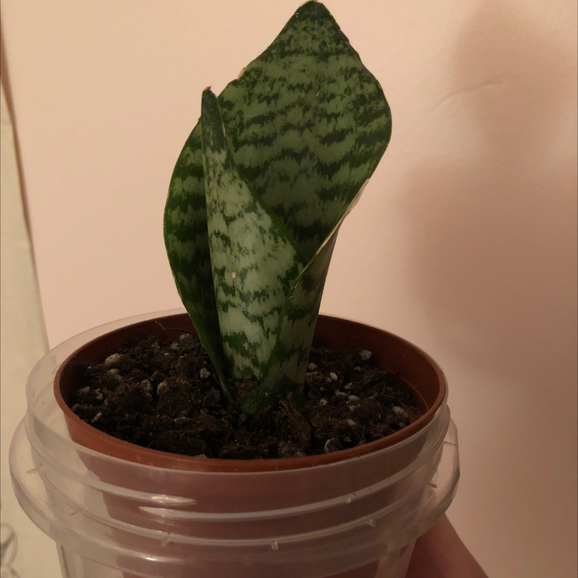 Zeylanica Snake Plant plant photo by @emma_ named Hypatia on Greg, the plant care app.