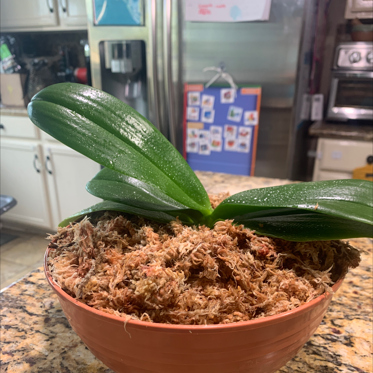 Mini Phalaenopsis Orchid in a pot with visible soil, set in a kitchen.