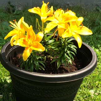 Asiatic Lily plant in Somewhere on Earth
