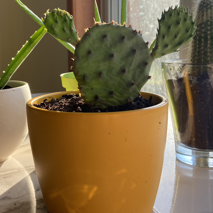 Woolyjoint Prickly Pear plant in a yellow pot with visible soil, well-framed and in focus.