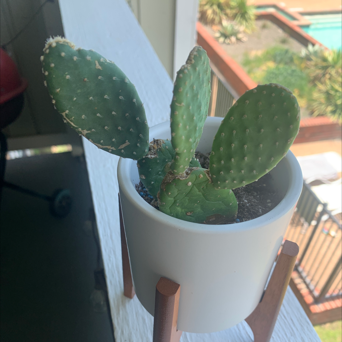 Potted Few-Spined Marble-Seeded Prickly Pear cactus on a stand with a balcony and pool in the background.