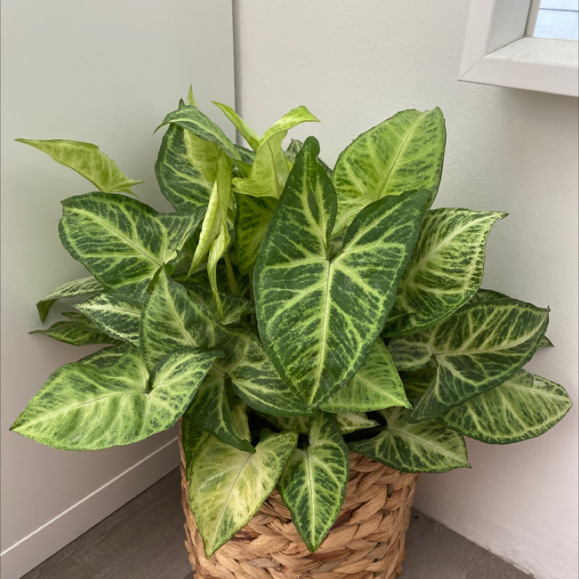 Photo of the plant species Arrowhead Plant by @belliseame named Lucious lady on Greg, the plant care app