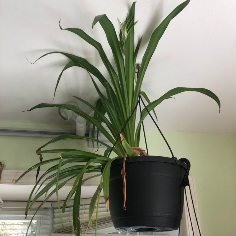 Variegated Spider Plant in a hanging black pot with some browning leaf tips.