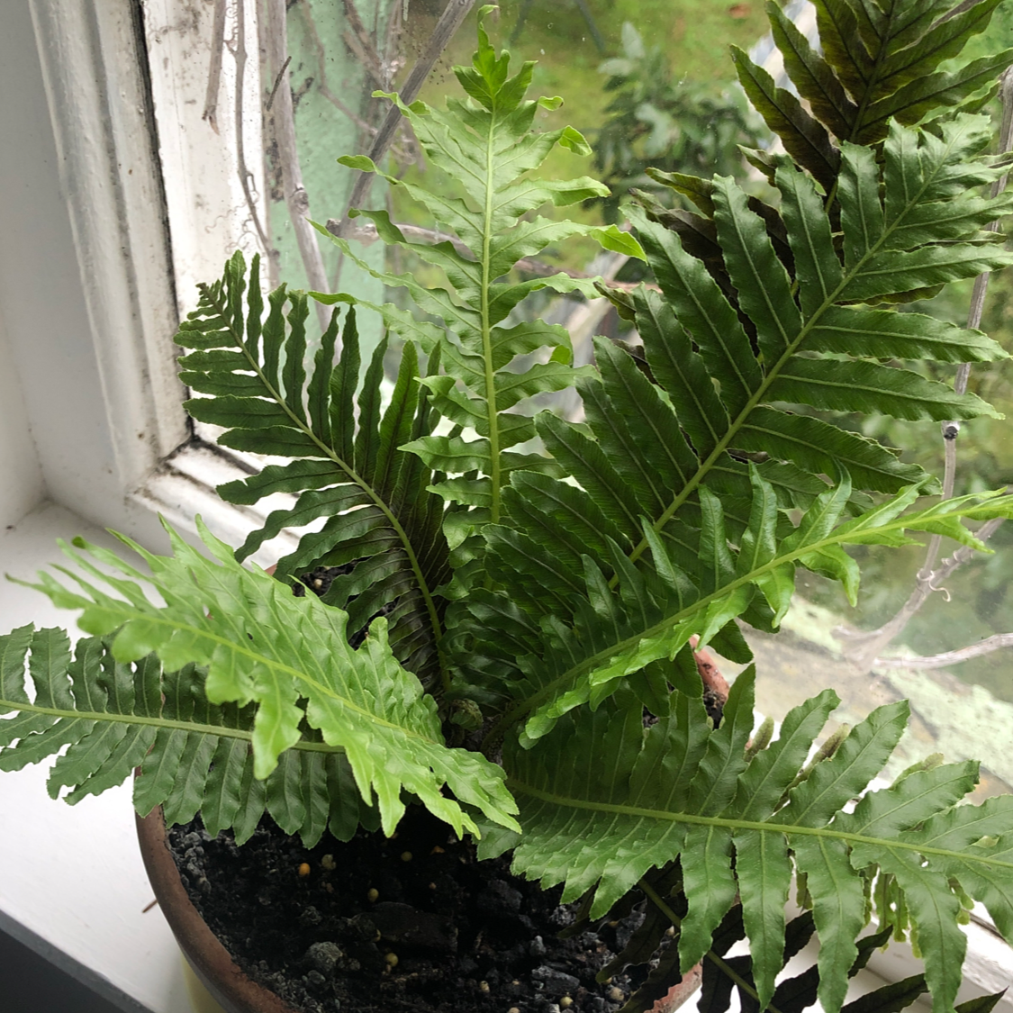 Southern Polypody plant in a pot on a windowsill with vibrant green leaves.