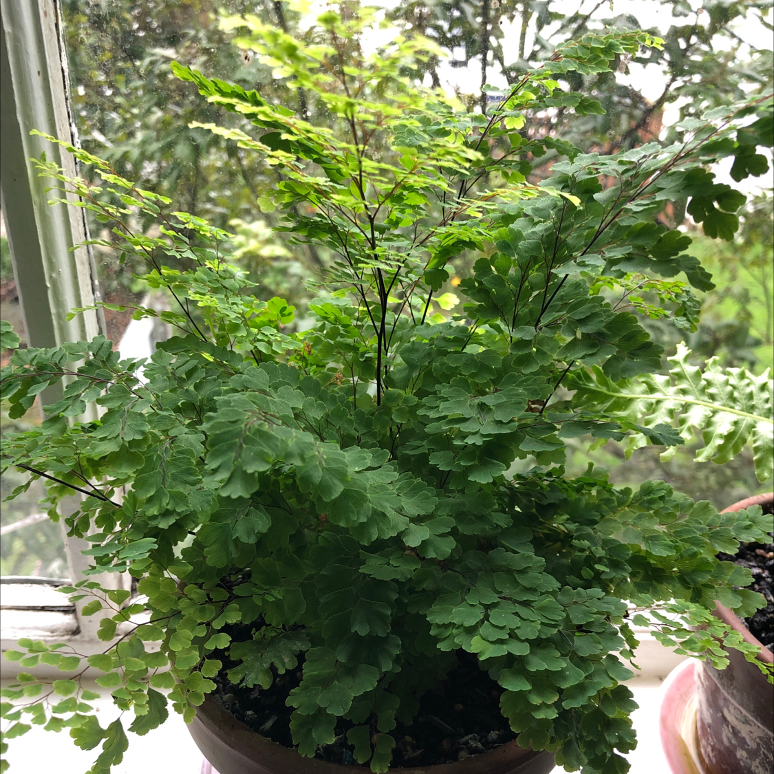 Photo of the plant species Hemionitis raddiana by @maddisonparnham named Your plant on Greg, the plant care app