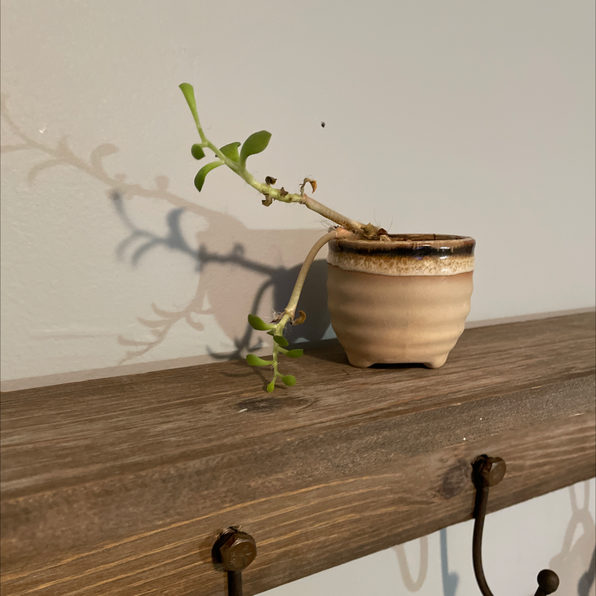 Bear's Paw plant in a small pot on a wooden shelf.