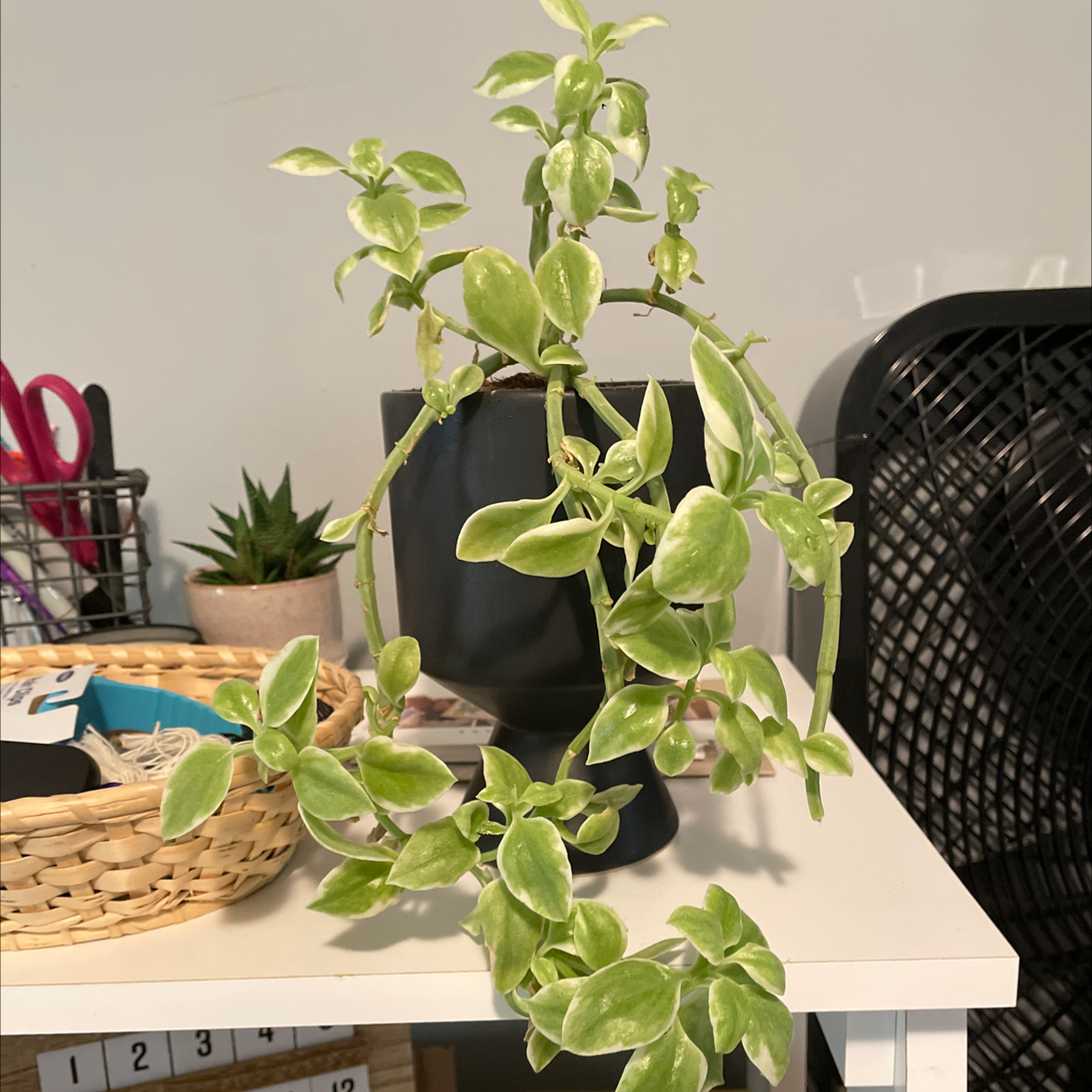 Healthy Baby Sun Rose plant with variegated leaves in a black pot on a white table.