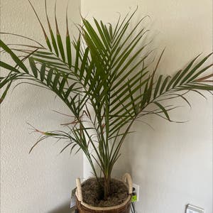 Kentia Palm plant photo by @cincity named Gretchen on Greg, the plant care app.