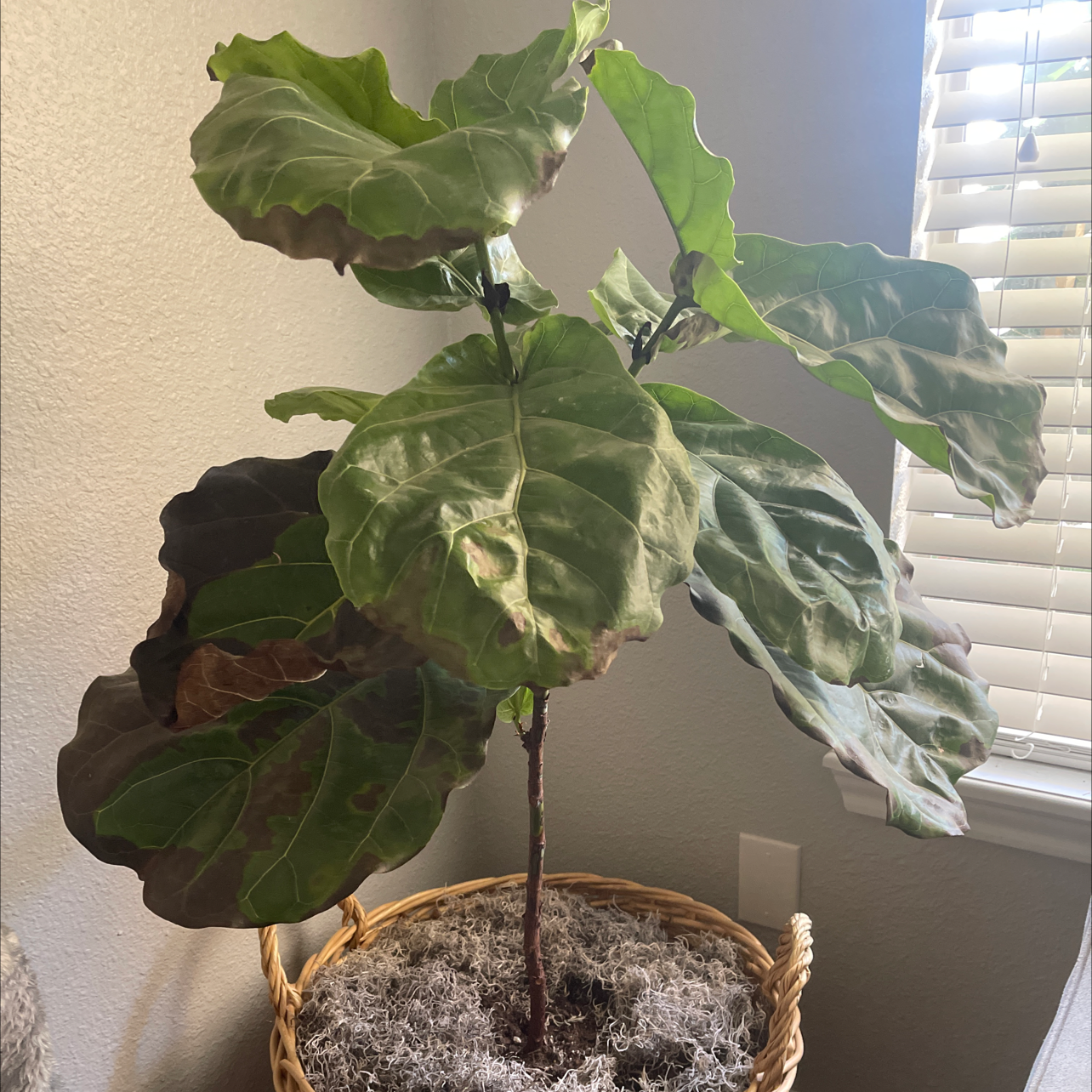 Fiddle Leaf Fig plant photo by @cincity named Agnes on Greg, the plant care app.