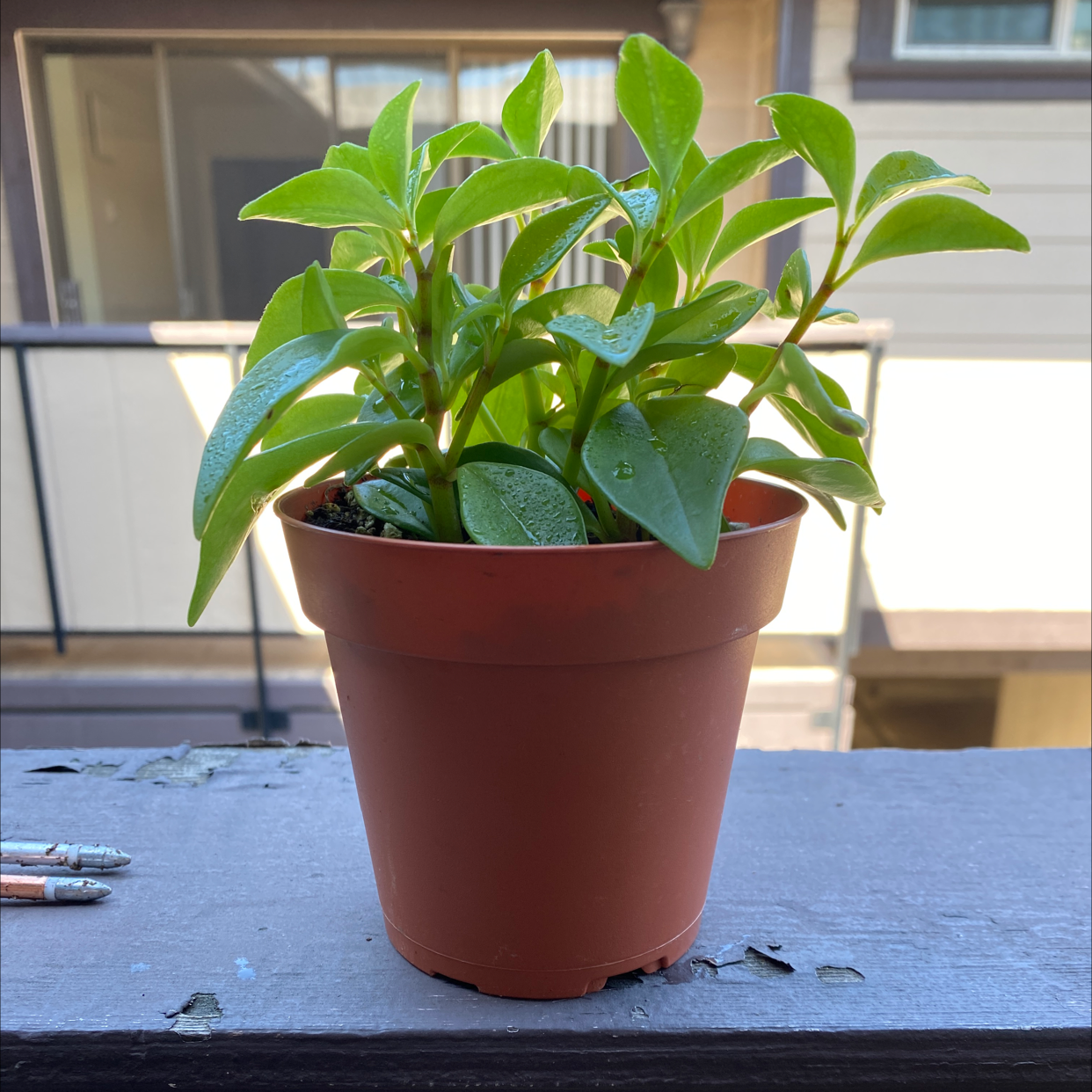 Peperomia 'Amigo Marcello' plant in a brown pot with healthy green leaves.
