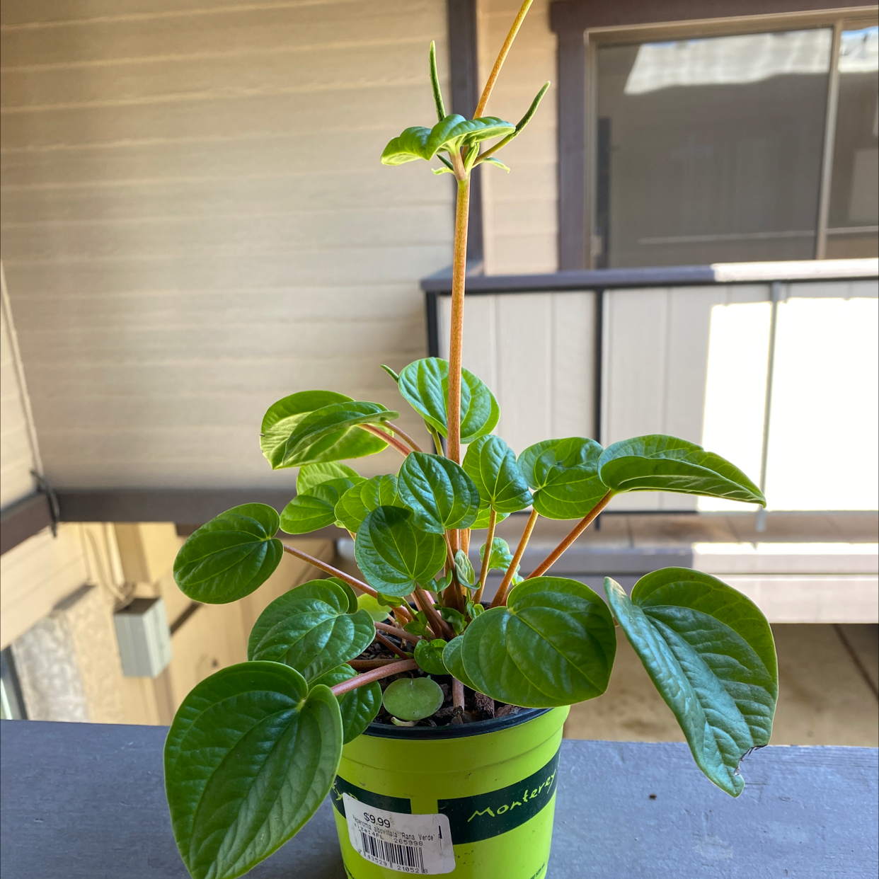 Photo of the plant species Peperomia piccolo banda by Kevin named Magellan on Greg, the plant care app