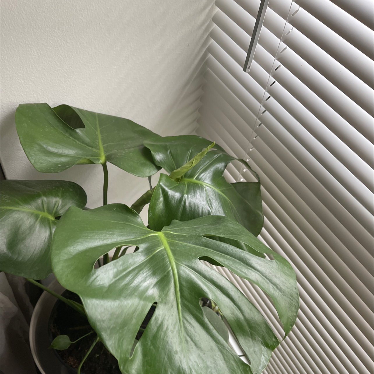 Monstera plant photo by Gia named Stella on Greg, the plant care app.