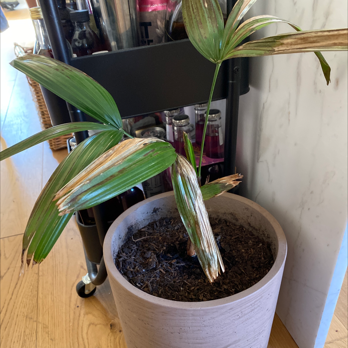 Healthy Rhapsis palm in white ceramic pot, with glossy green leaves and dark potting soil, no damage visible.
