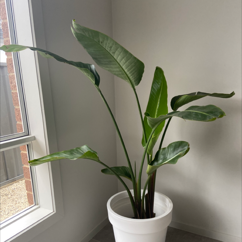 White Bird of Paradise plant photo by @Rachb92 named Pete on Greg, the plant care app.