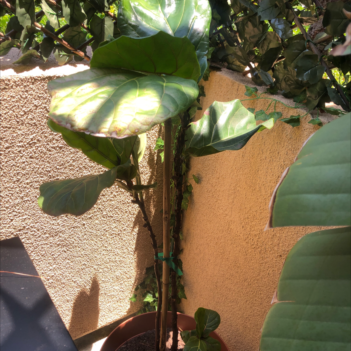 Fiddle Leaf Fig plant photo by Denitsa named Adam on Greg, the plant care app.