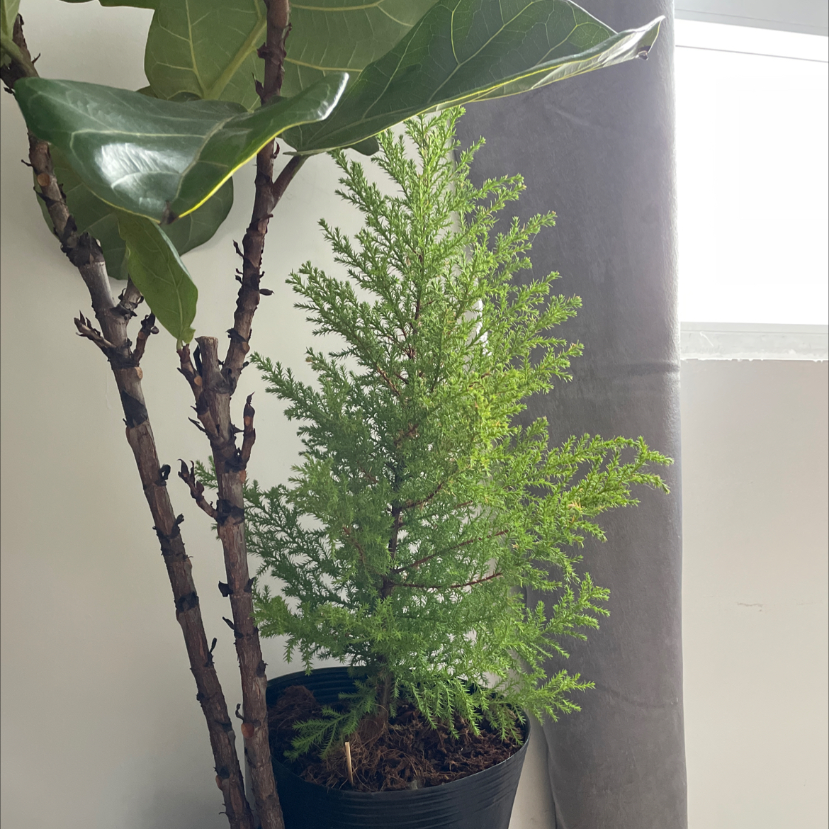 Photo of the plant species Hesperocyparis Macrocarpa by @dqsinh named Cupressus Macrocarpa on Greg, the plant care app