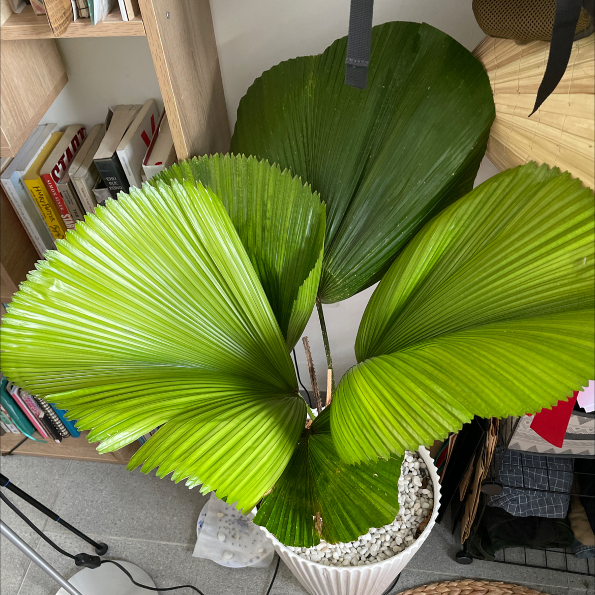 Chinese Fan Palm with large, green fan-shaped leaves in a pot with visible soil and pebbles.