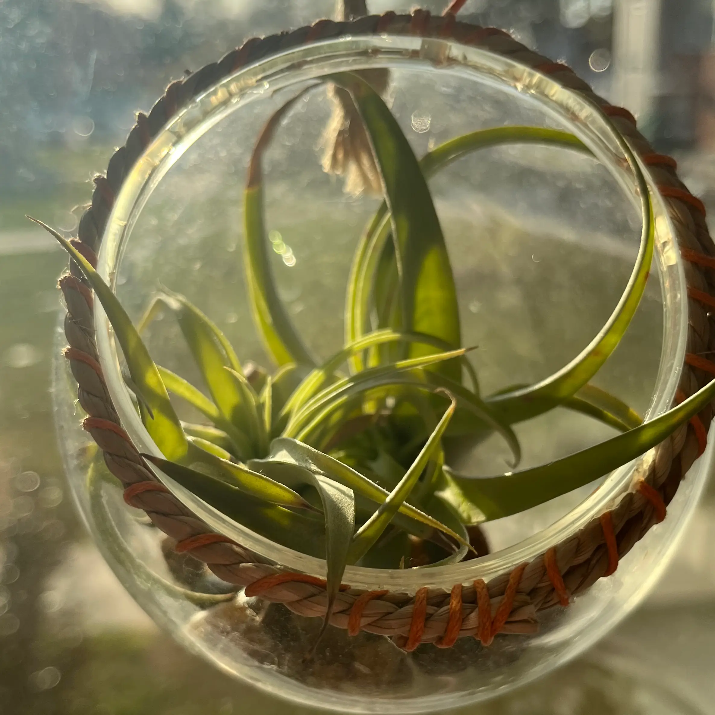Tillandsia Erubescens plant in a glass terrarium with green leaves.