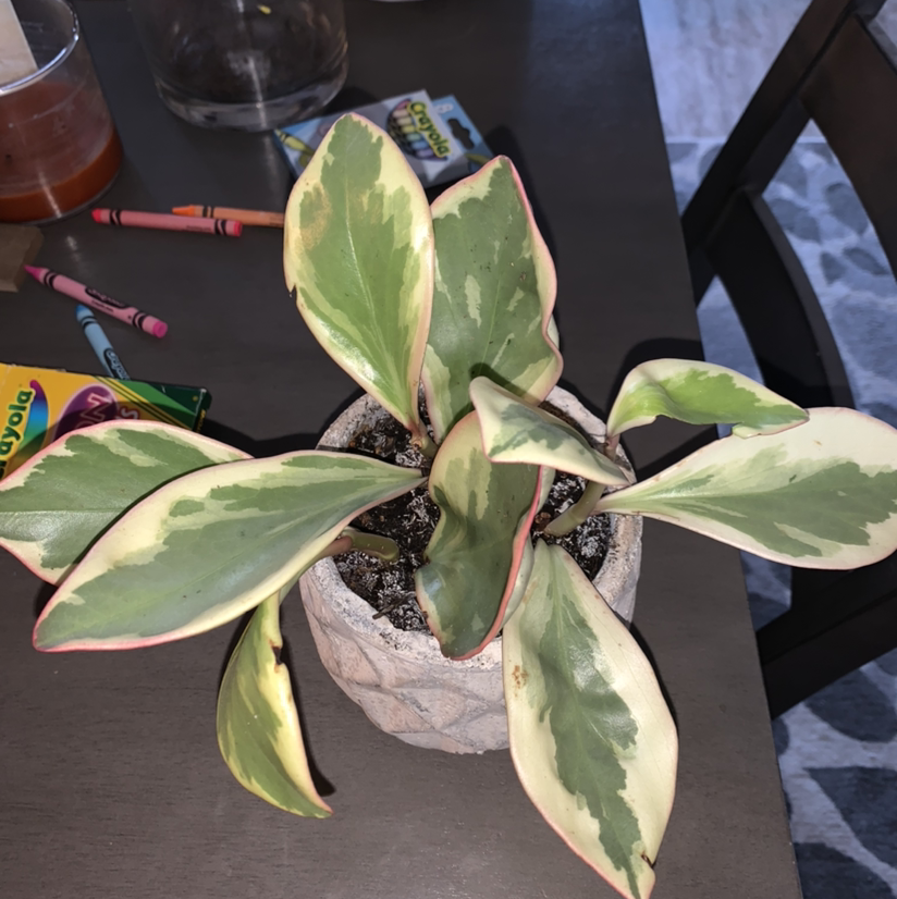 Jelly Plant with variegated leaves in a pot, well-framed and healthy.