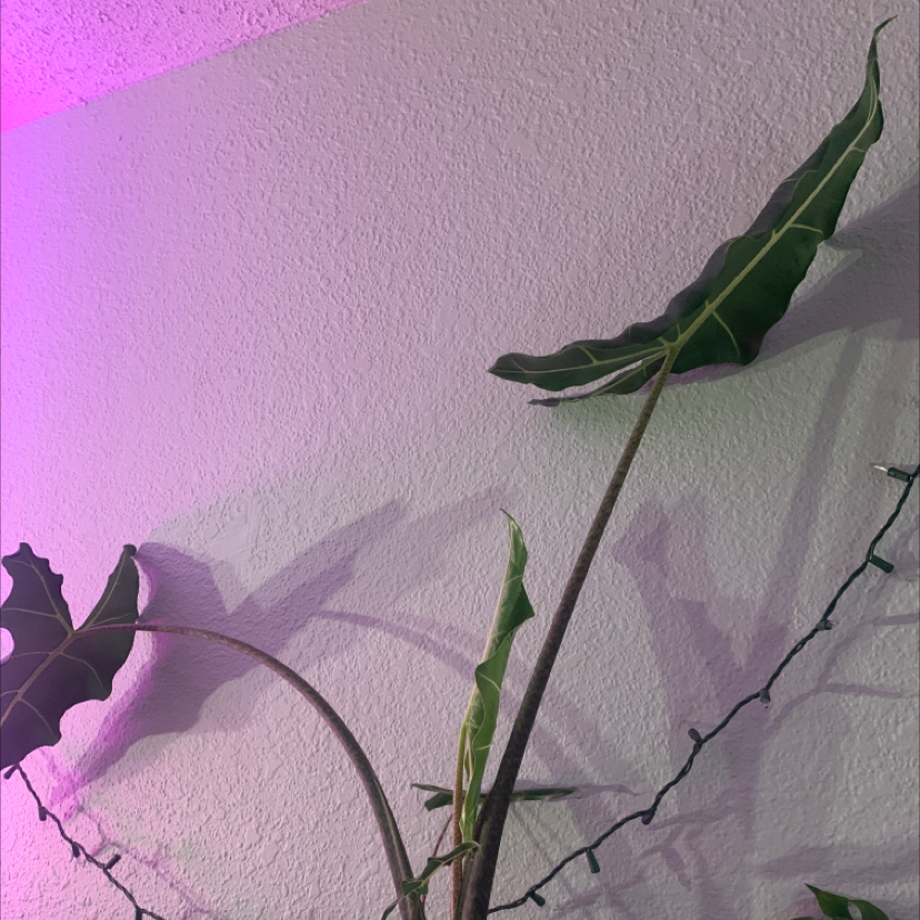 Alocasia 'Sarian' plant with large, healthy leaves indoors, decorative lights in background.
