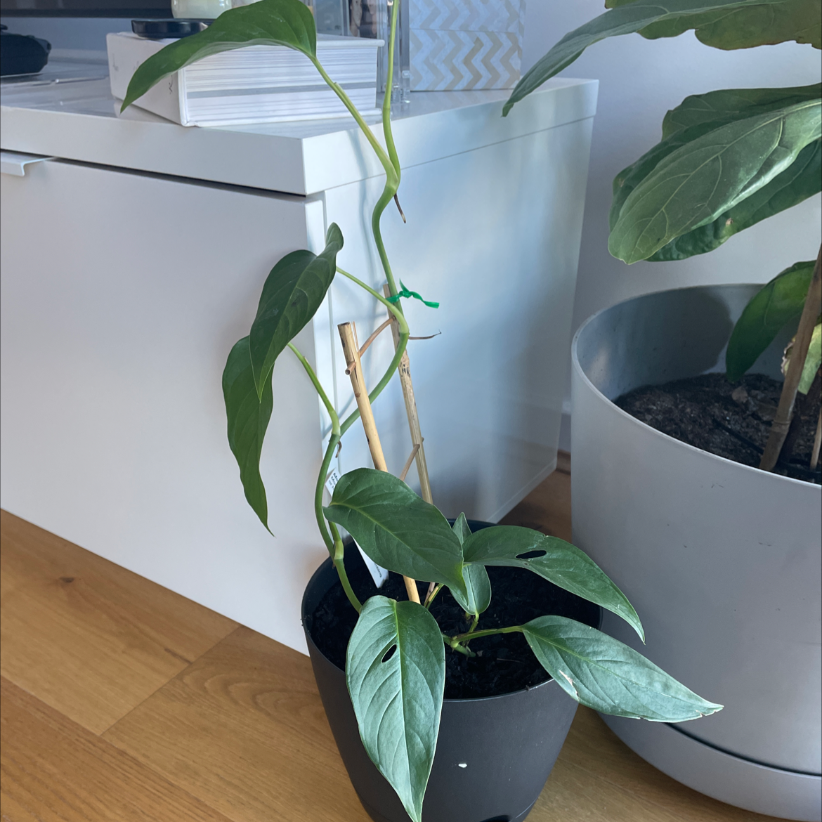 Potted Silver Monstera plant supported by a bamboo stick, with visible soil.