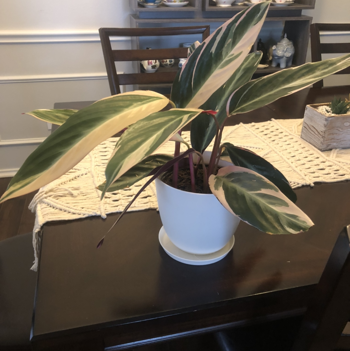 Stromanthe sanguinea 'Tricolor' plant in a white pot on a dining table with variegated leaves.