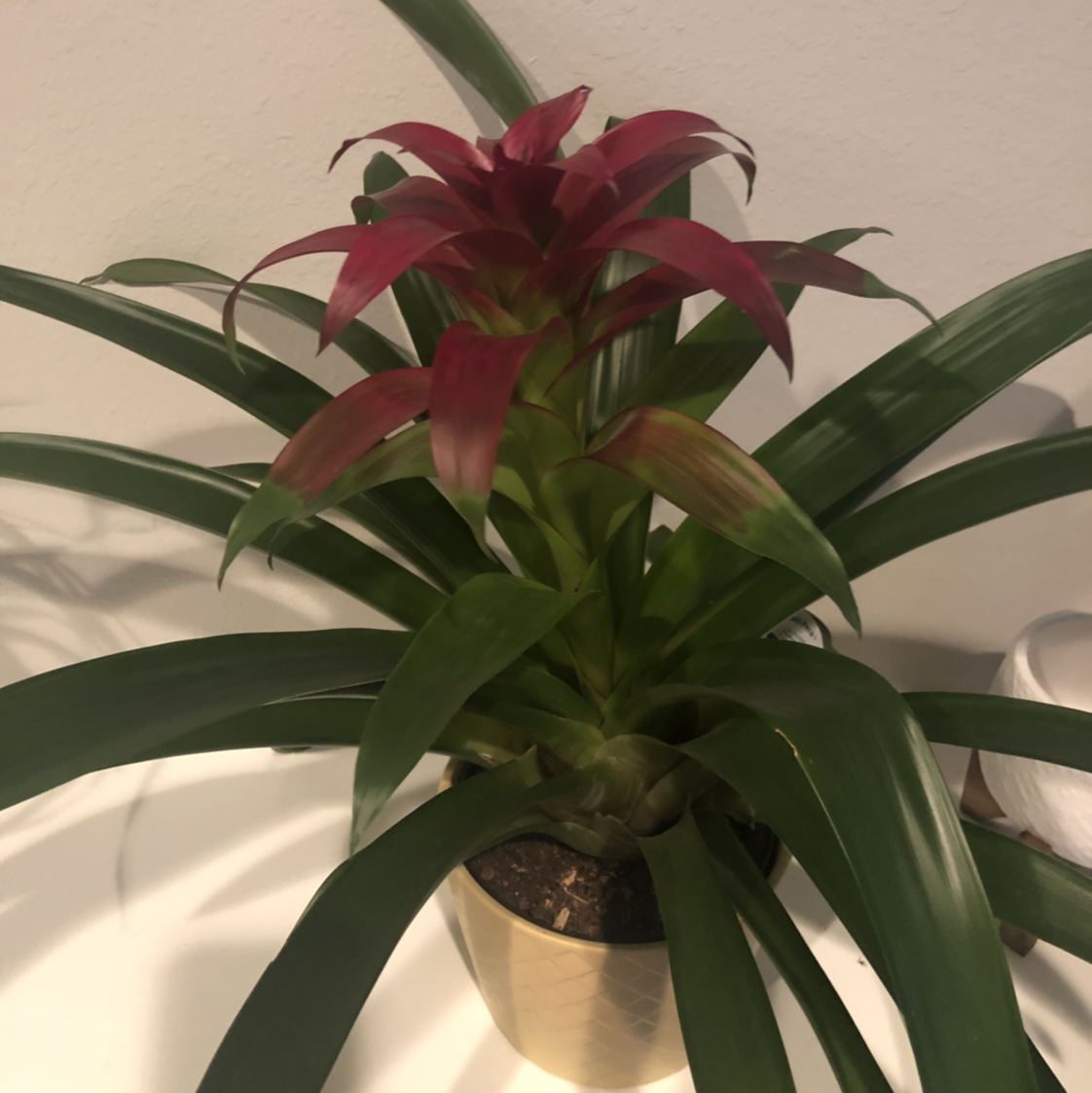 Photo of the plant species Blushing Bromeliad by @kpg named Aurora on Greg, the plant care app