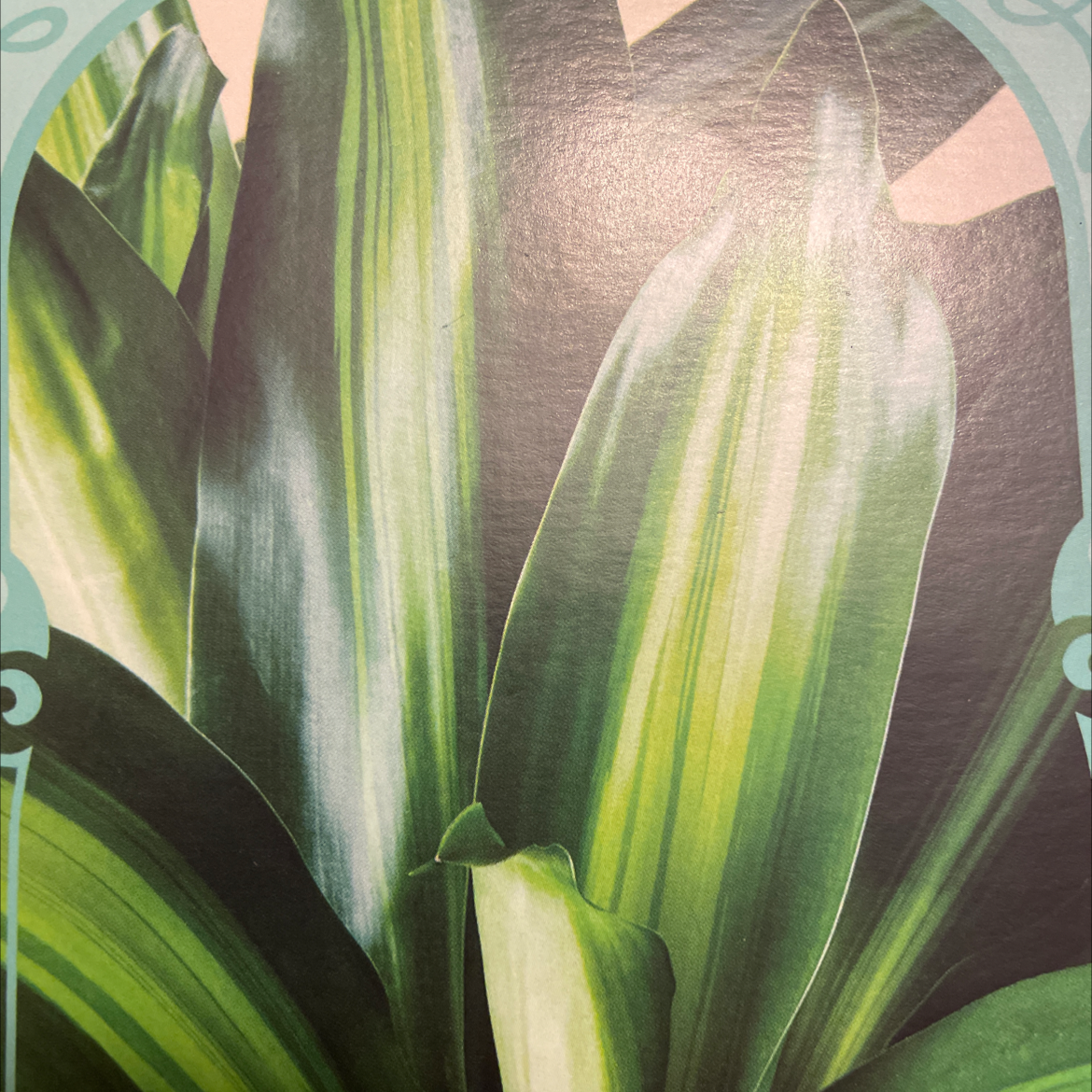 Close-up of a healthy Dracaena Massangeana plant with vibrant green leaves featuring yellow and light green stripes.