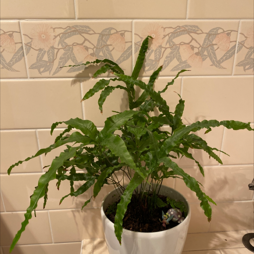 Potted Cretan Brake plant with long, wavy green leaves against a tiled wall.