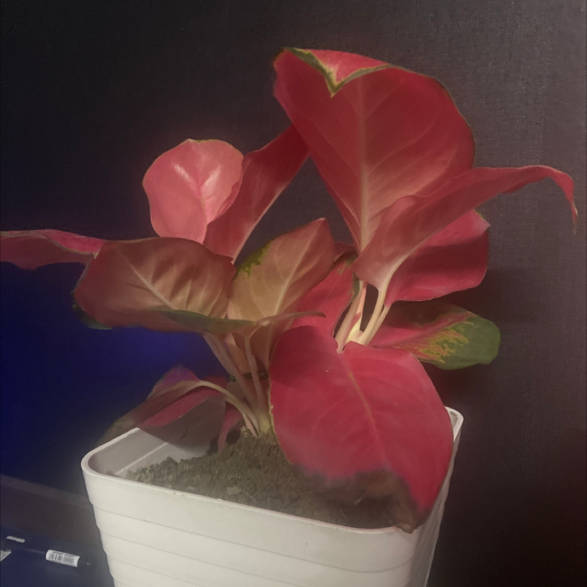 Close-up of a healthy Heart of Jesus Caladium plant with vibrant red and green leaves in a white ceramic pot.