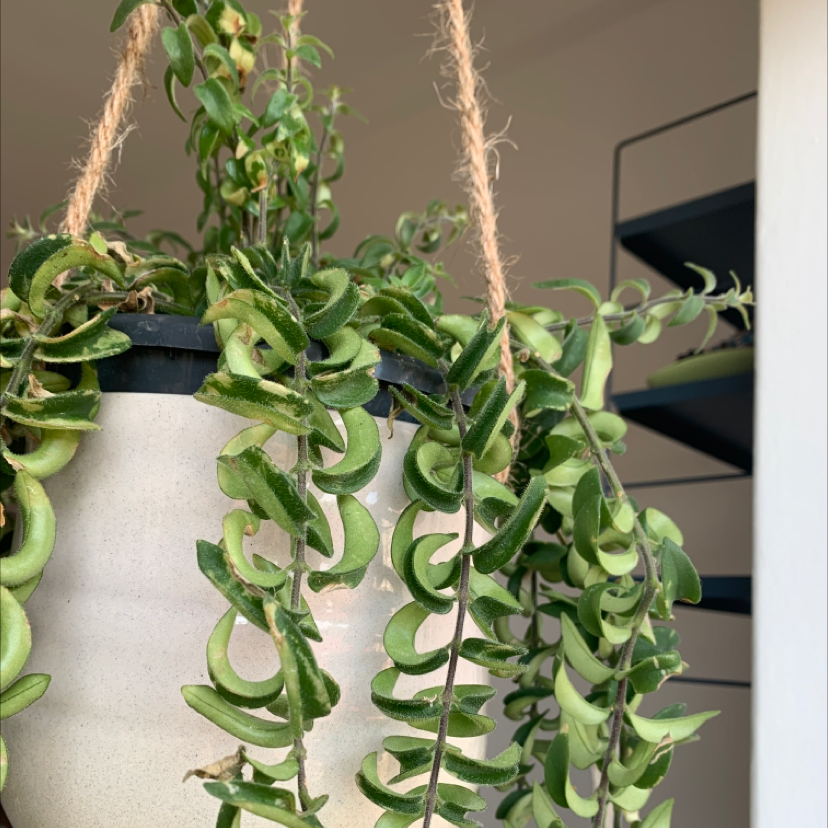 Photo of the plant species Lipstick Vine by @laurakrommelova named Kazimír on Greg, the plant care app