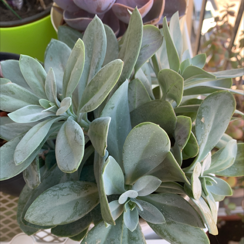 Photo of the plant species Mountain Fire Senecio by @laurakrommelova named Pixdix on Greg, the plant care app