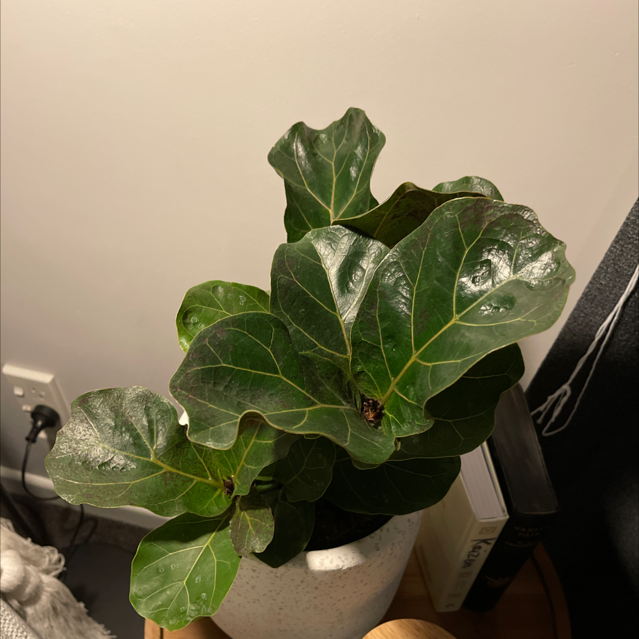 Dwarf Fiddle Leaf Fig plant in a pot with healthy green leaves.
