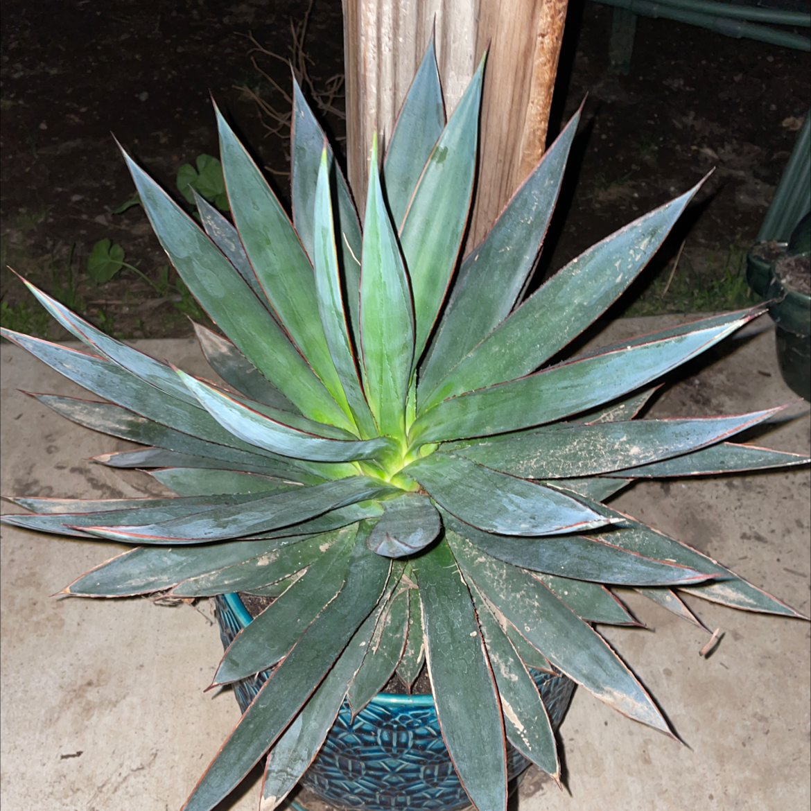 Lion's Tail Agave plant with pointed leaves in a rosette pattern, minor browning at tips.