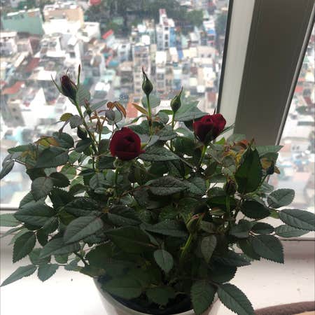 Photo of the plant species Dog Rose by Hồng named Red rosie on Greg, the plant care app