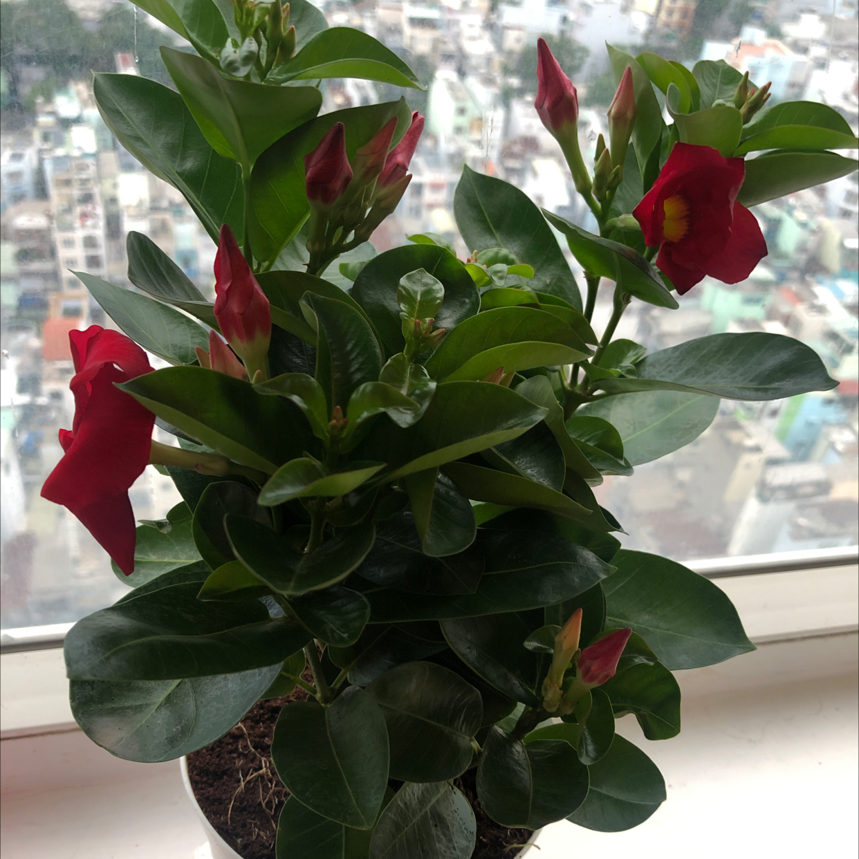Photo of the plant species Brazilian Jasmine by Hồng named The Red Brazilian Jasmine on Greg, the plant care app