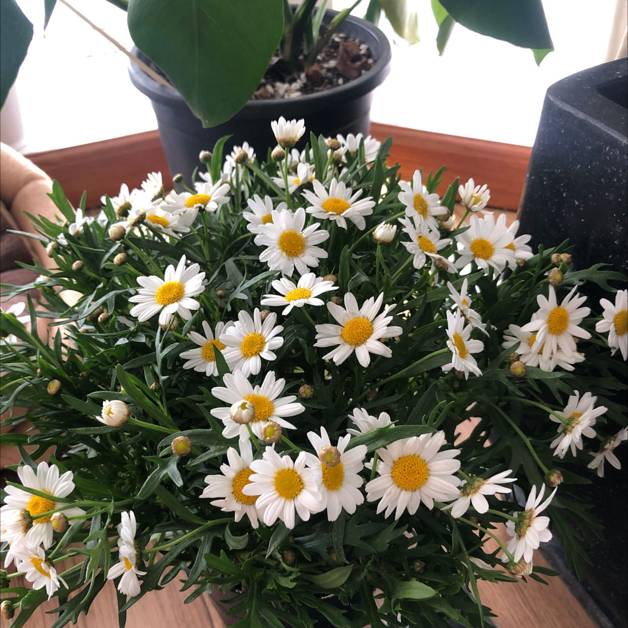 Photo of the plant species Marguerite by Hồng named White mini on Greg, the plant care app