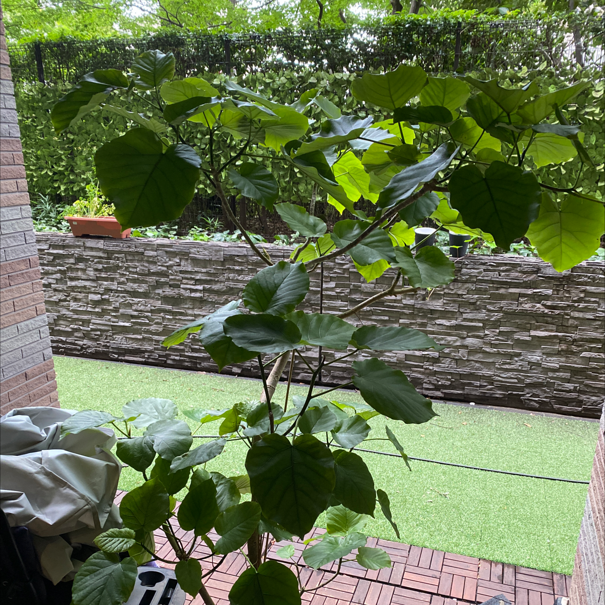 Photo of the plant species Tungoil Tree by Shinya named Your plant on Greg, the plant care app