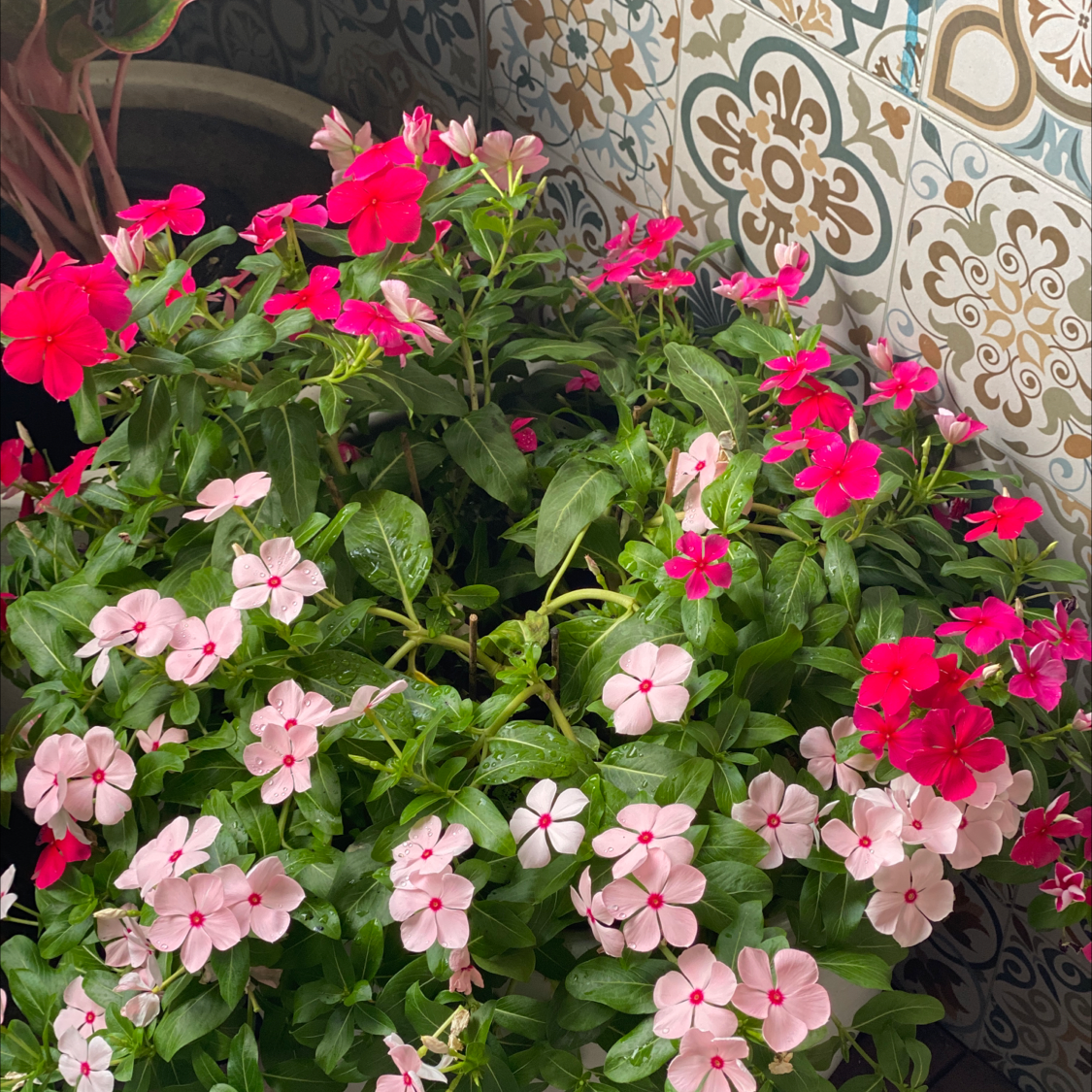 Bright Eyes plant with vibrant pink and red flowers against a decorative tiled background.