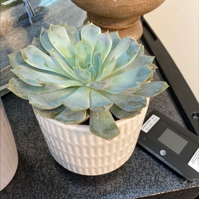 Pearl Echeveria succulent in a white pot, healthy with plump leaves.