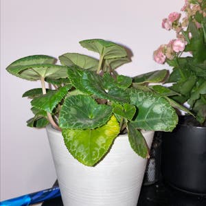 Persian Cyclamen plant photo by Jio named Your plant on Greg, the plant care app.