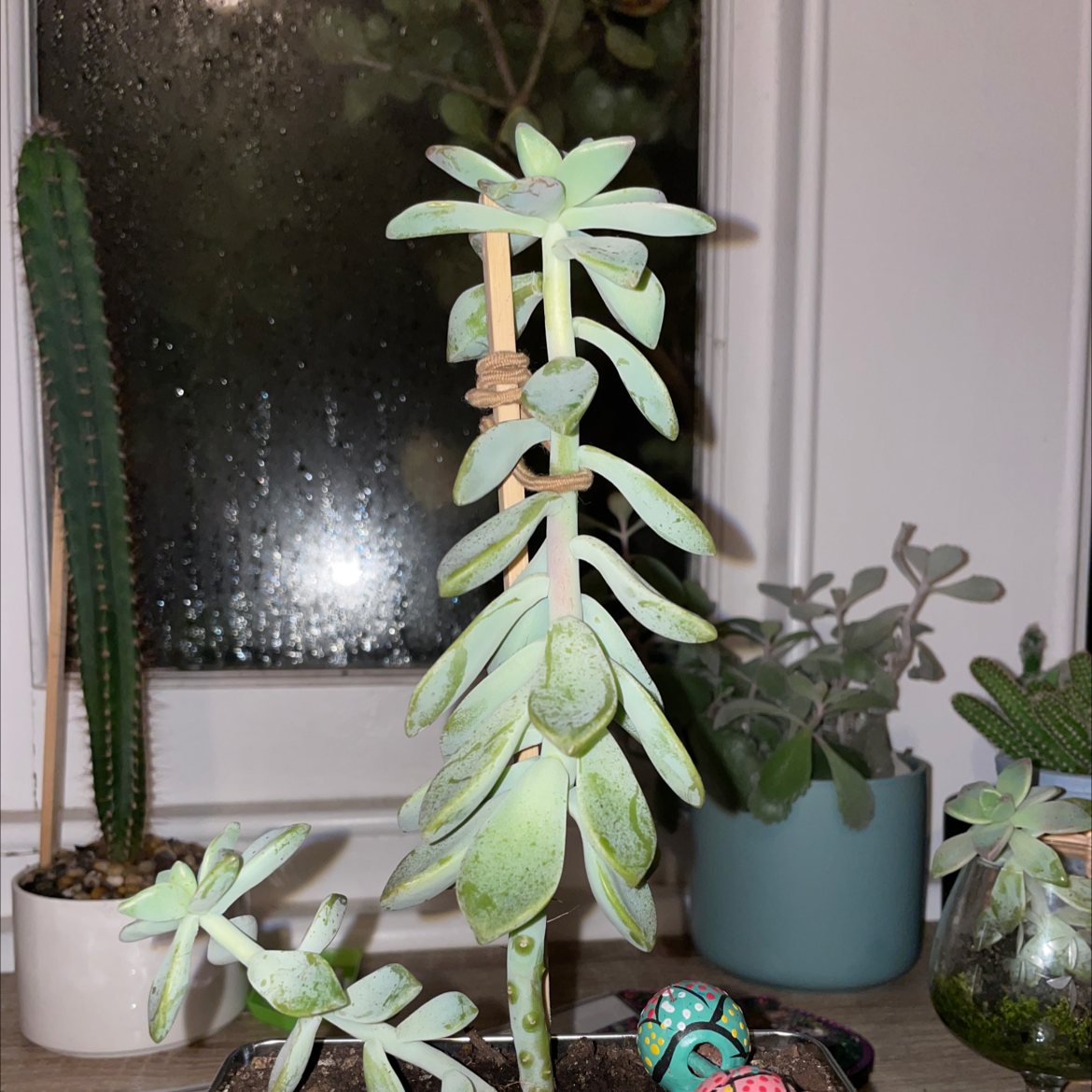 Ghost Plant plant photo by Jio named Your plant on Greg, the plant care app.