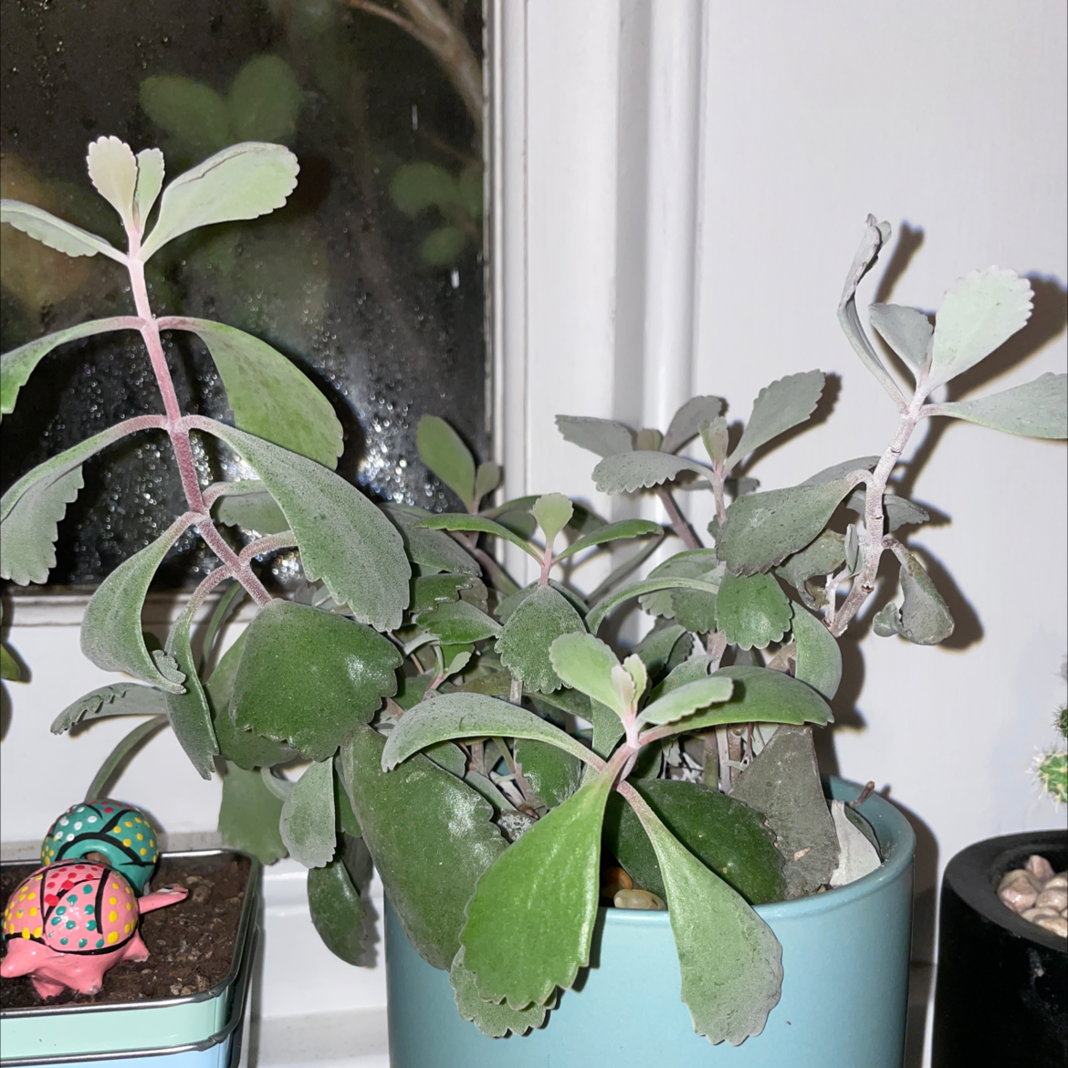 Lavender Scallops plant photo by Jio named Your plant on Greg, the plant care app.