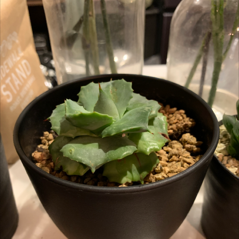 Butterfly Agave plant in a black pot with visible soil, appears healthy.