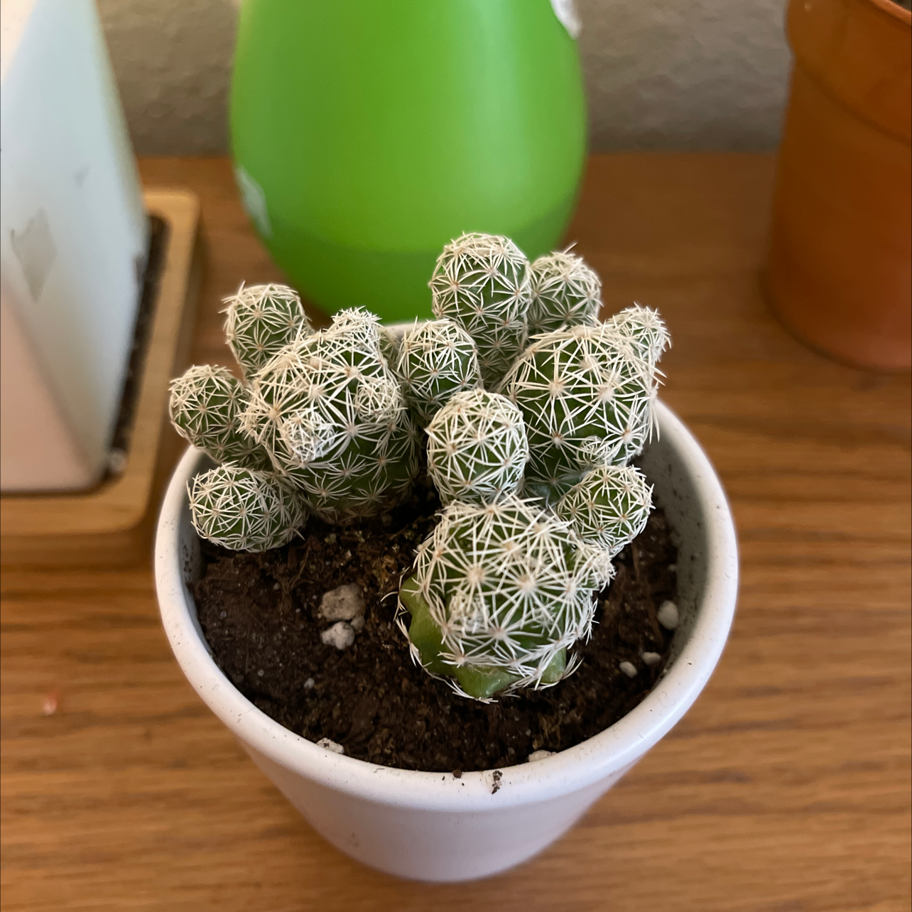 Potted Missouri Foxtail Cactus with multiple green stems covered in white spines.