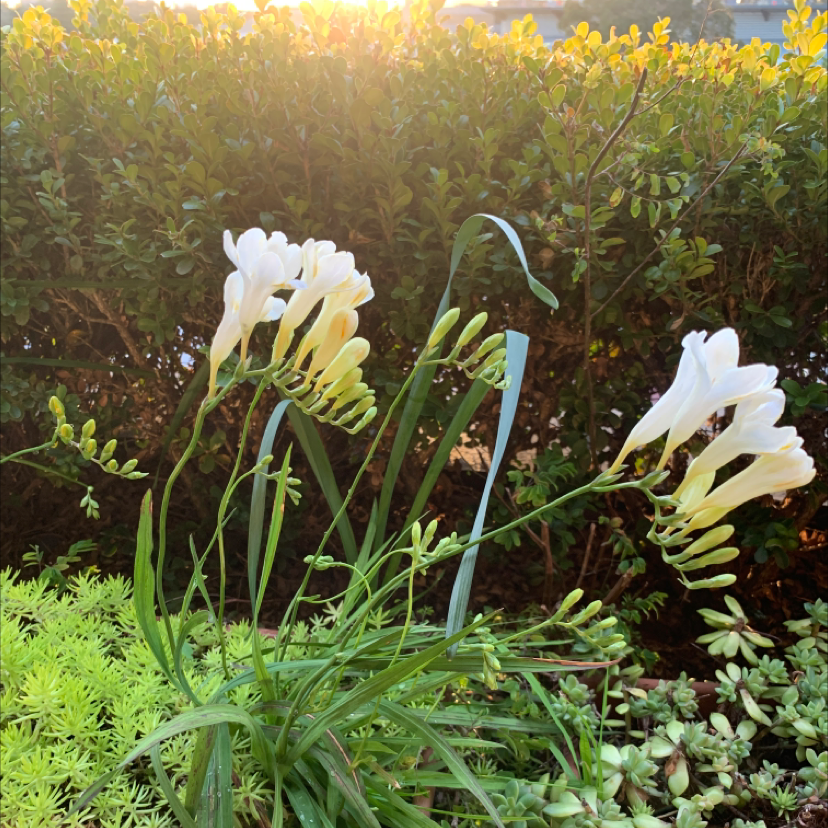 Photo of the plant species Common Freesia by @Sophiep named Sherlock on Greg, the plant care app