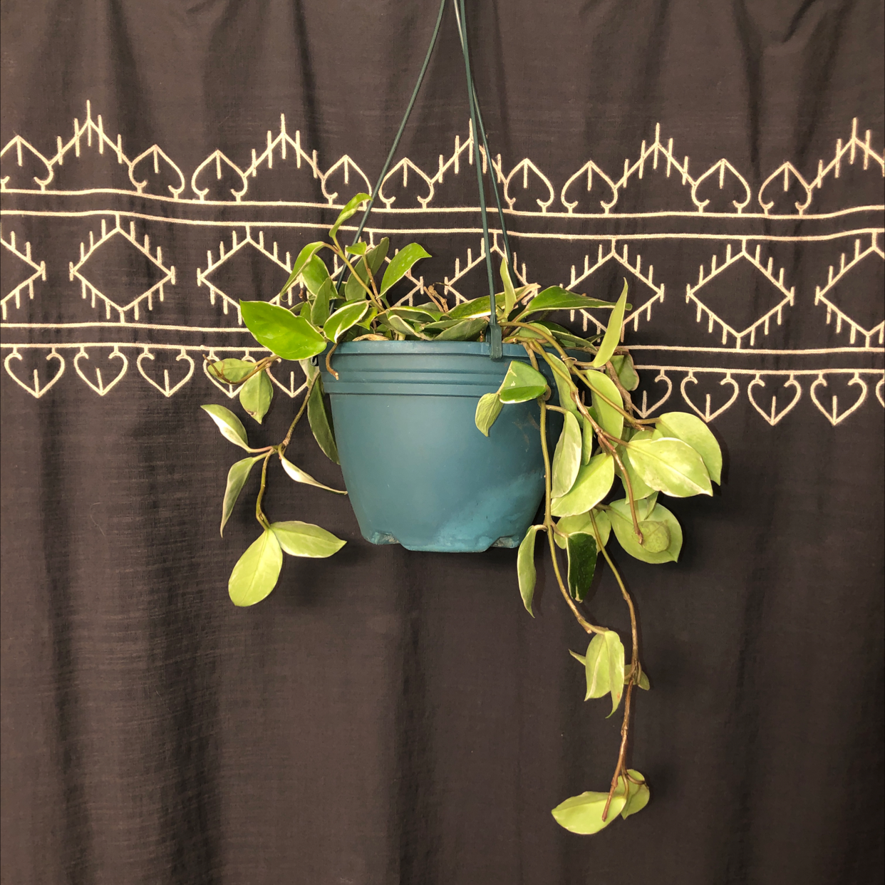 Variegated Hoya carnosa 'Compacta' in a hanging pot against a patterned background.